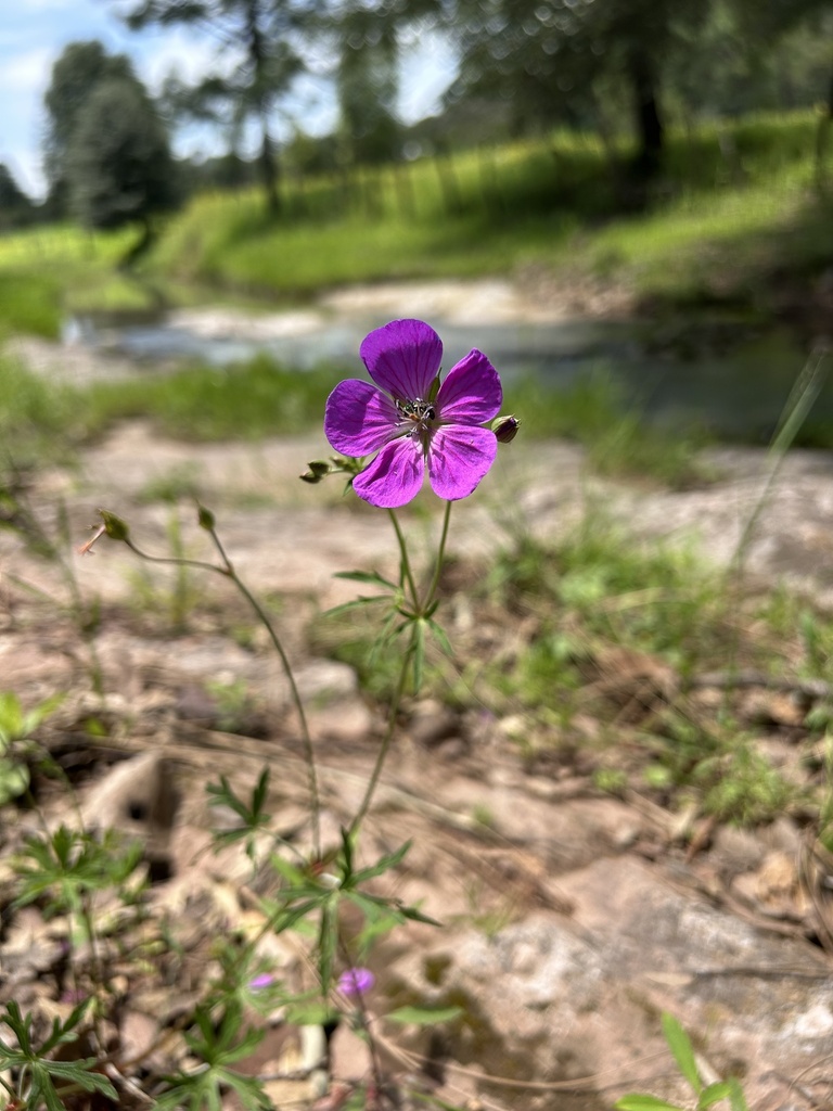 Geranium charucanum