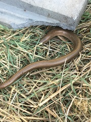Anguis fragilis