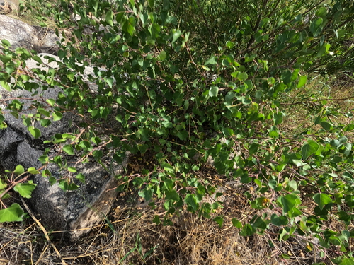 Jatropha cardiophylla, photograph 3