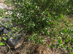 Jatropha cardiophylla, photograph (c) Bruce Hartman, some rights reserved (CC BY)