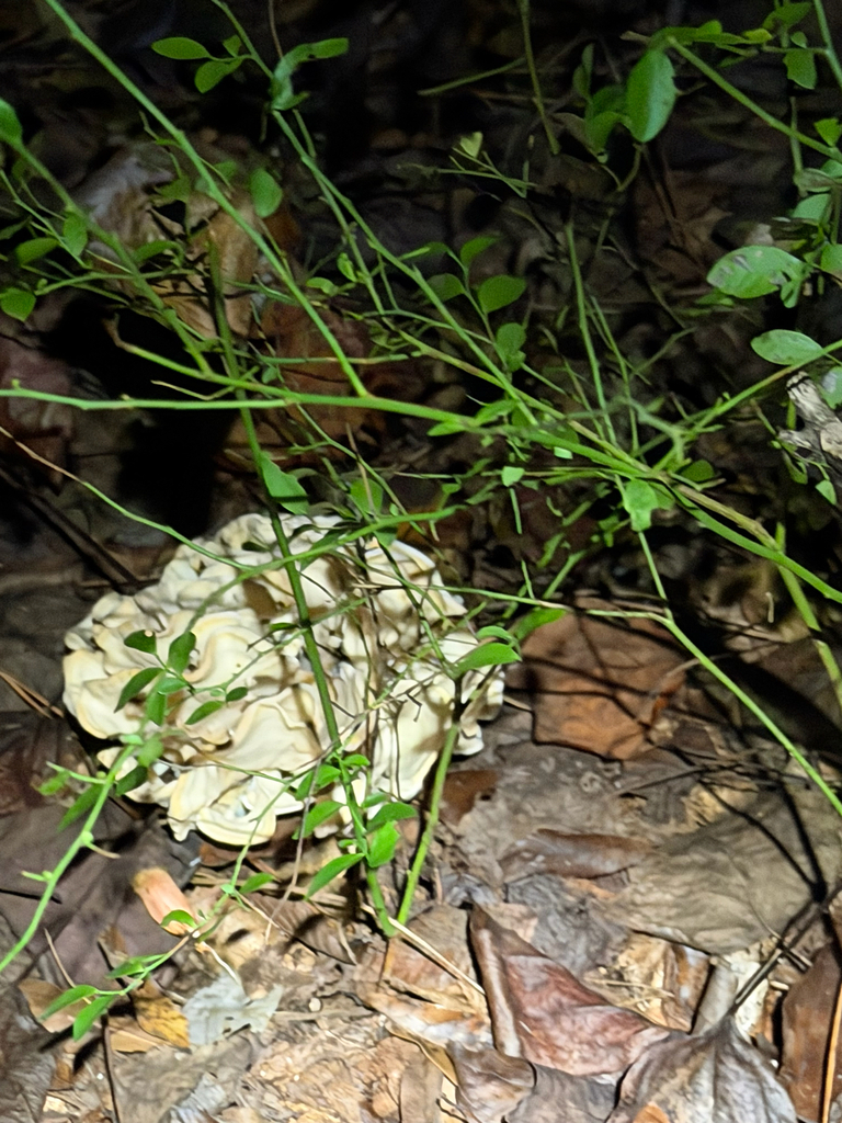 Eastern cauliflower mushroom · September 2026 · photo: Photo: (c) Djibo Zanzot, some rights reserved (CC BY-SA) · iNaturalist