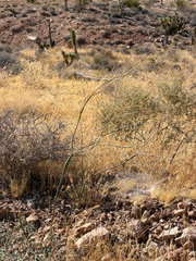 (c) CK2AZ, some rights reserved (CC BY) Eriogonum inflatum, photograph (c) CK2AZ, some rights reserved (CC BY)