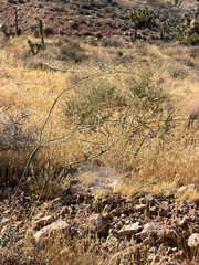 Eriogonum inflatum, photograph (c) CK2AZ, some rights reserved (CC BY)