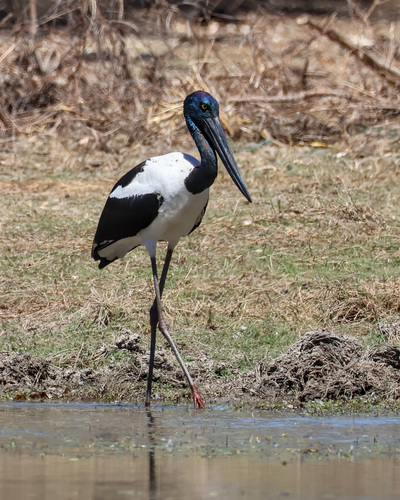 Black-necked Stork