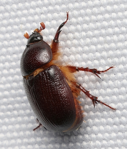 Carrot Beetle