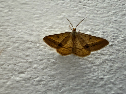 Isturgia arenacearia