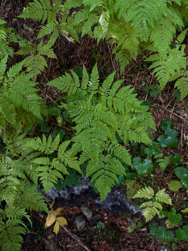 Pacific oak fern