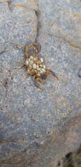 Uroplectes triangulifer