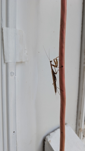 European Mantis
