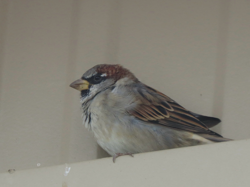 House Sparrow