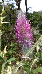 Trifolium purpureum