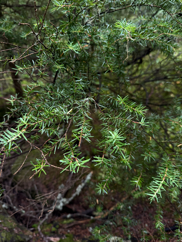 mountain hemlock