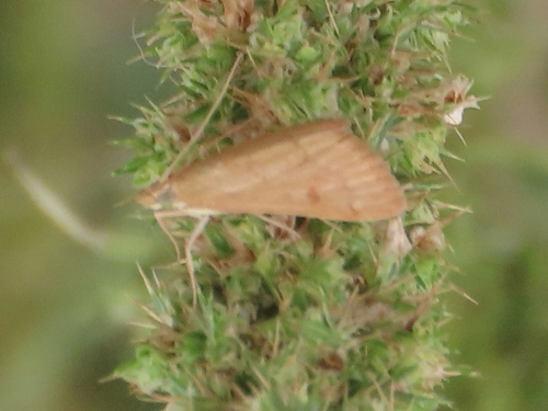 Garden Webworm Moth