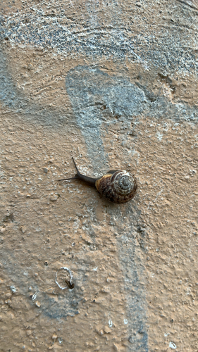 Chocolate-band Snail