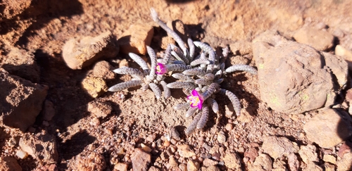 Avonia rhodesica
