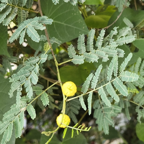 Vachellia nilotica