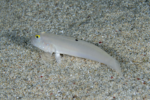 Valenciennea sexguttata observed 2026-09-03