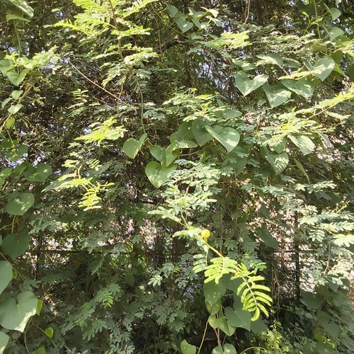 Vachellia nilotica, photograph 1
