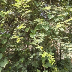 (c) Raja Sekhar Chimirala, some rights reserved (CC BY) Vachellia nilotica, photograph (c) Raja Sekhar Chimirala, some rights reserved (CC BY)