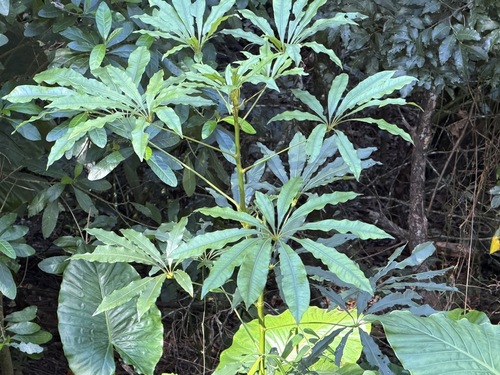 Argyrodendron actinophyllum, 2026-09-15