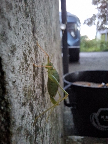 Speckled Bush-cricket