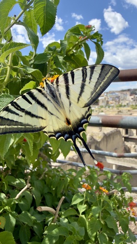 Scarce Swallowtail
