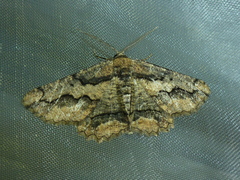 Menophra japygiaria