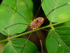 Gagrellula ferruginea