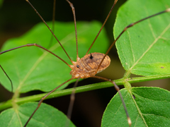 Gagrellula ferruginea