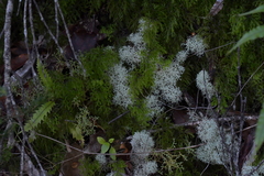 Cladonia confusa