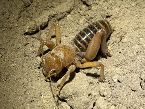 Mt. Shasta Jerusalem Cricket