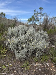 Castilleja hololeuca, photograph (c) Matt Berger, some rights reserved (CC BY)