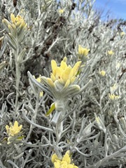 Castilleja hololeuca, photograph (c) Matt Berger, some rights reserved (CC BY)