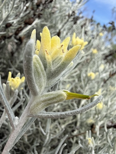 Castilleja hololeuca, photograph 5