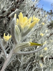 Castilleja hololeuca, photograph (c) Matt Berger, some rights reserved (CC BY)