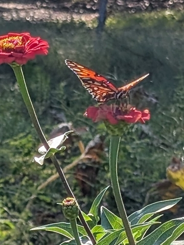Gulf Fritillary