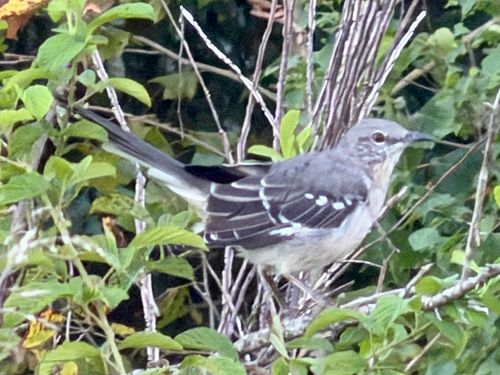 Northern Mockingbird