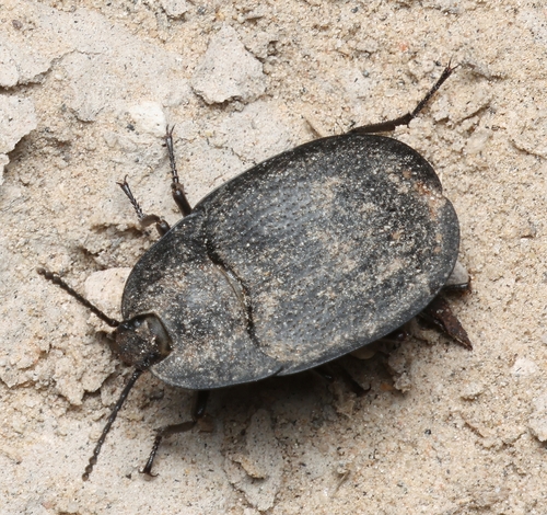 Embaphion muricatum