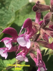 Salvia hierosolymitana