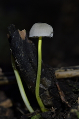 Mycena subviscosa