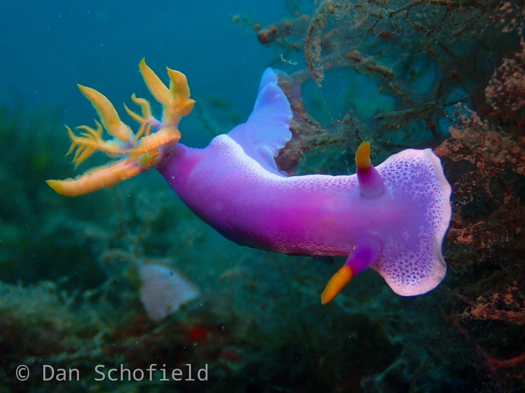 Cinderella Sea Slug