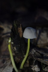 Mycena subviscosa