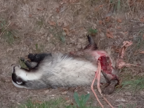 European Badger