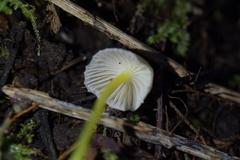 Mycena subviscosa
