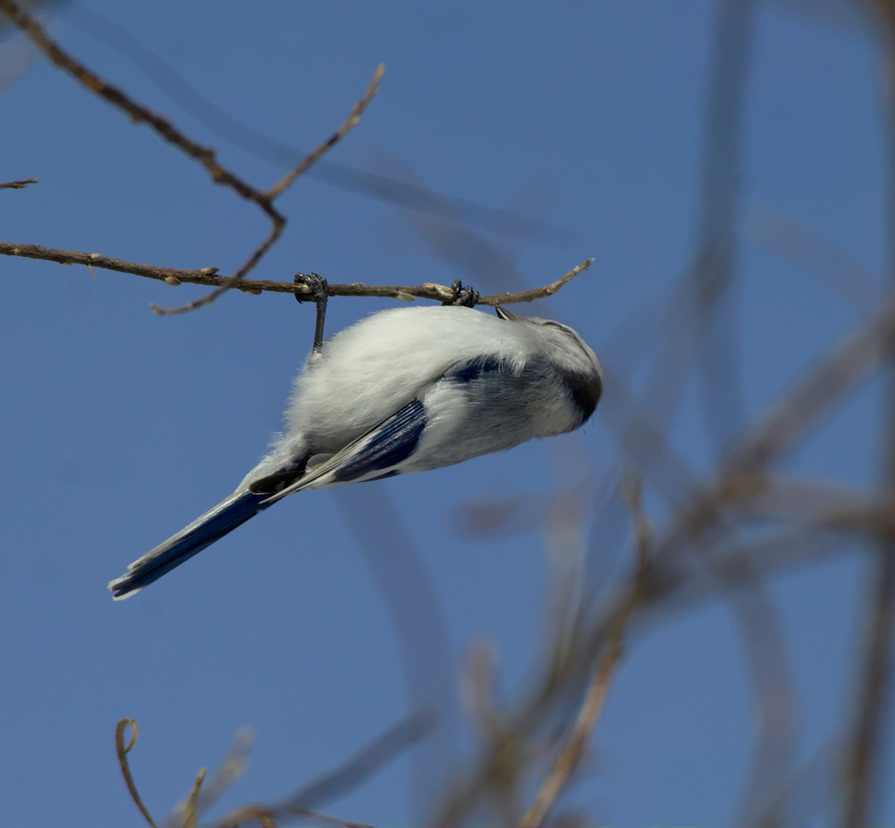 Azure Tit