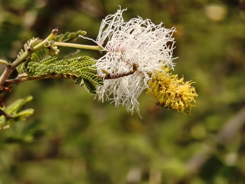 Dichrostachys cinerea, photograph 5