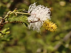 Dichrostachys cinerea, photograph (c) P Jeganathan, some rights reserved (CC BY)