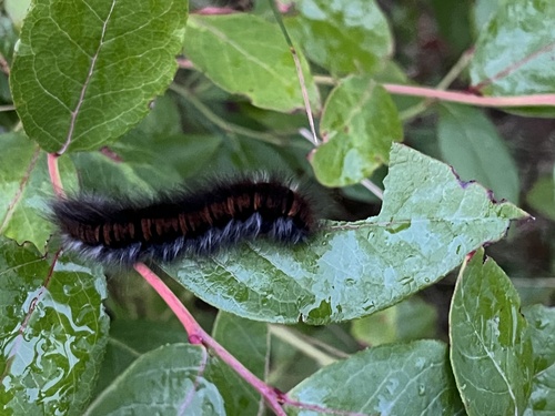 Fox Moth