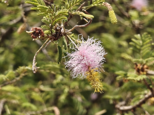 Dichrostachys cinerea, photograph 6
