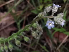 Myosotis ramosissima